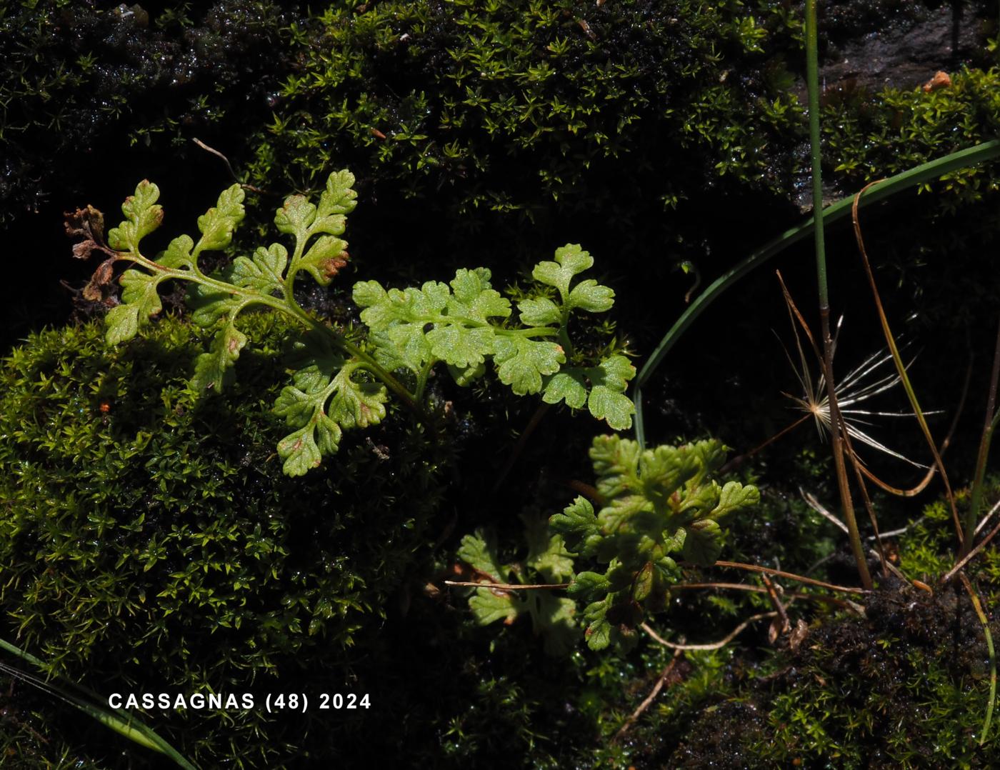 Jersey Fern leaf